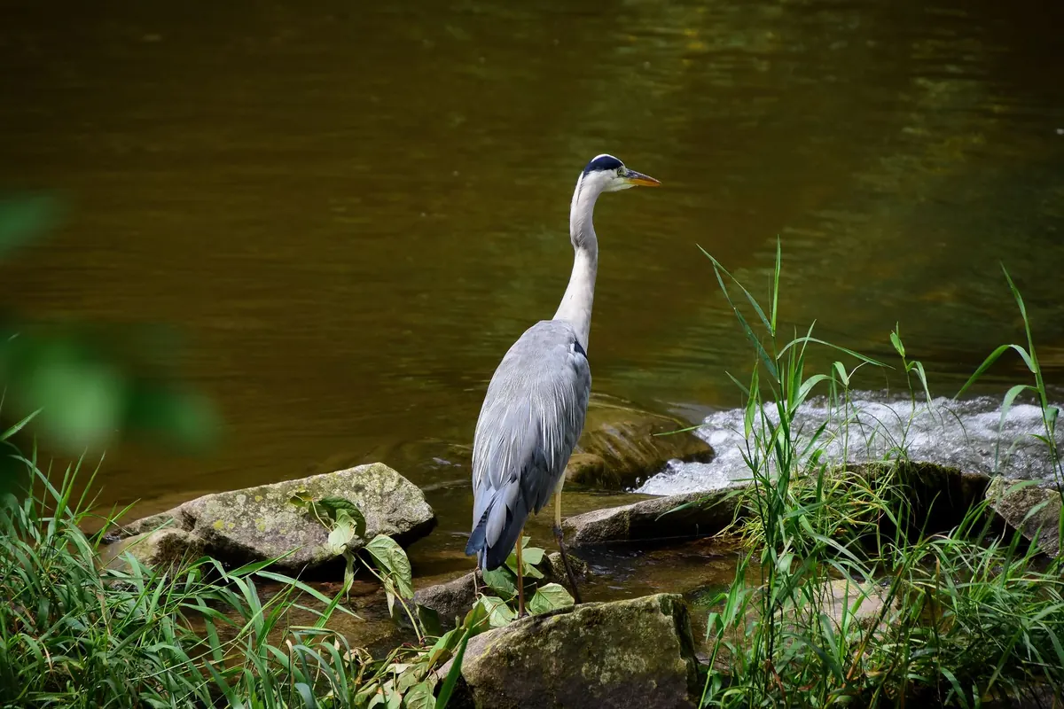 How to Identify UK Herons and Egrets: A Beginner's Field Guide