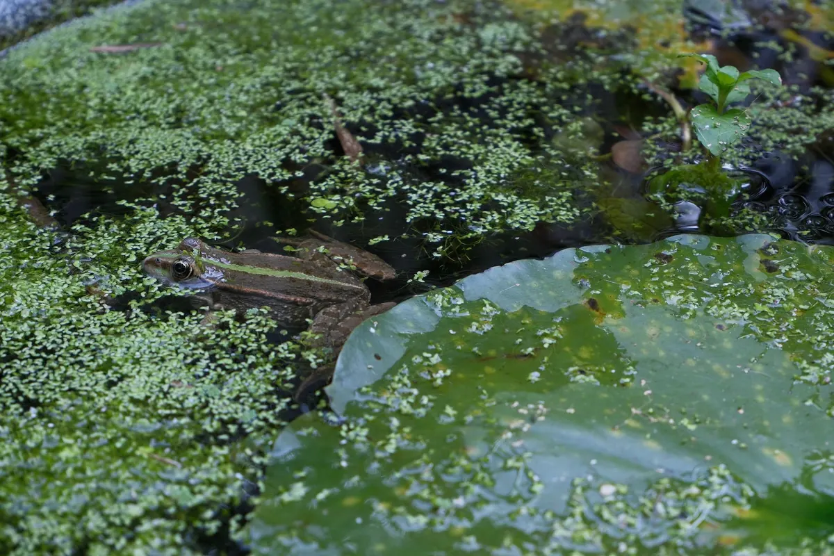 How to Make a Garden Pond for Herons and Wildlife