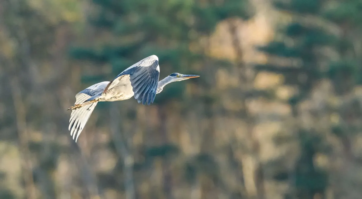 How to Photograph Herons Without Disturbing Them