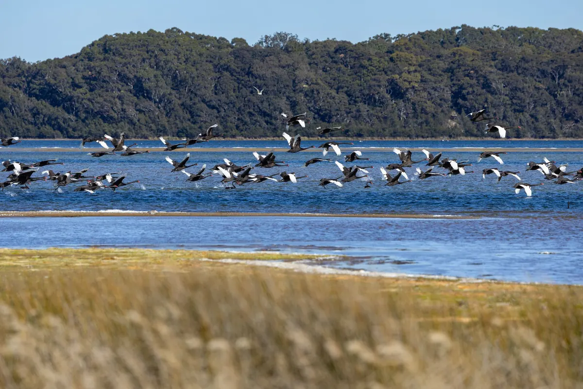 Understanding Bird Migration in UK Wetlands: A Seasonal Guide