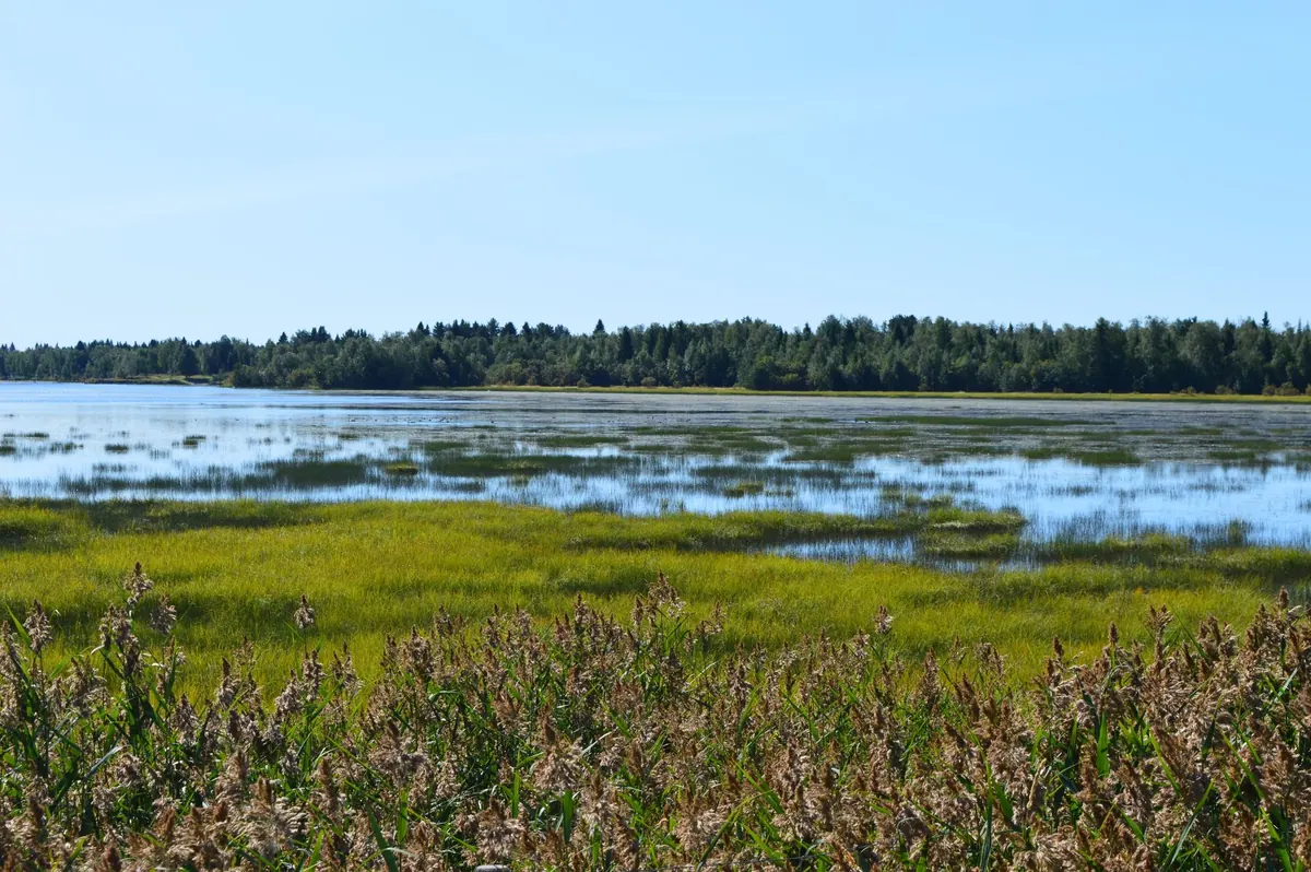 Where to See Herons in the UK: 10 Wetland Reserves for Spring