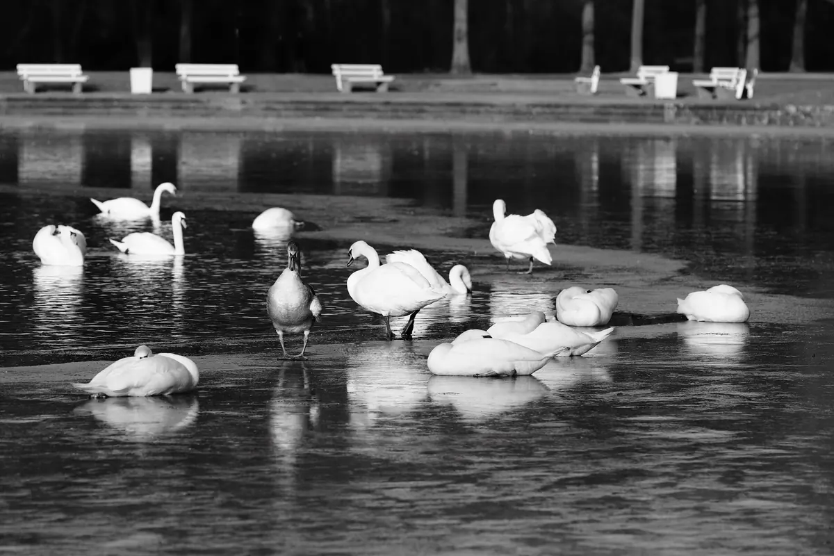 Winter Birdwatching in the UK: Where to Find Herons and Waterfowl